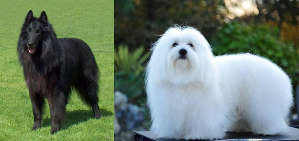 Coton De Tulear vs Belgian Shepherd Dog (Groenendael) - Breed Comparison