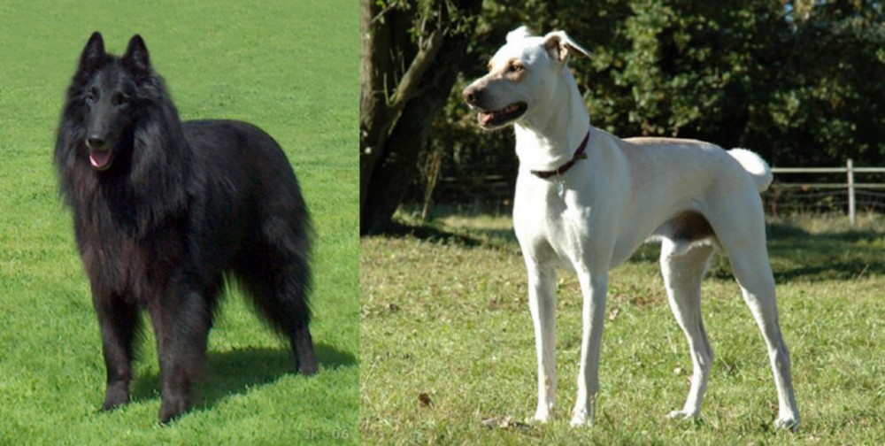 Cretan Hound vs Belgian Shepherd Dog (Groenendael) - Breed Comparison