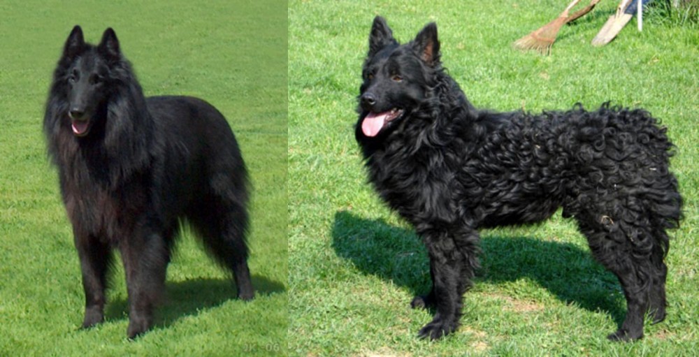 Croatian Sheepdog vs Belgian Shepherd Dog (Groenendael) - Breed Comparison
