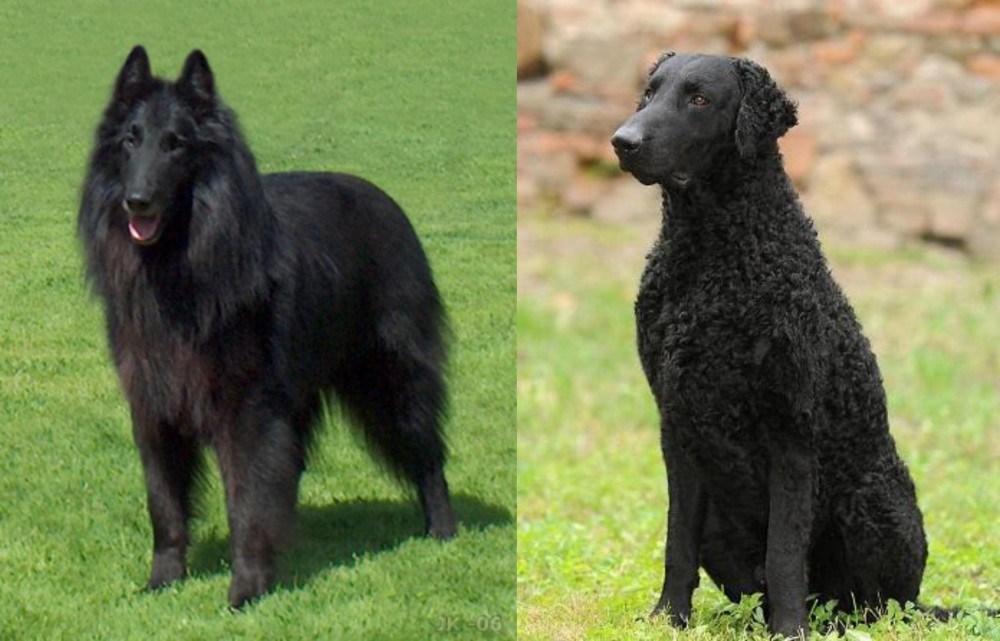 Curly Coated Retriever vs Belgian Shepherd Dog (Groenendael) - Breed Comparison