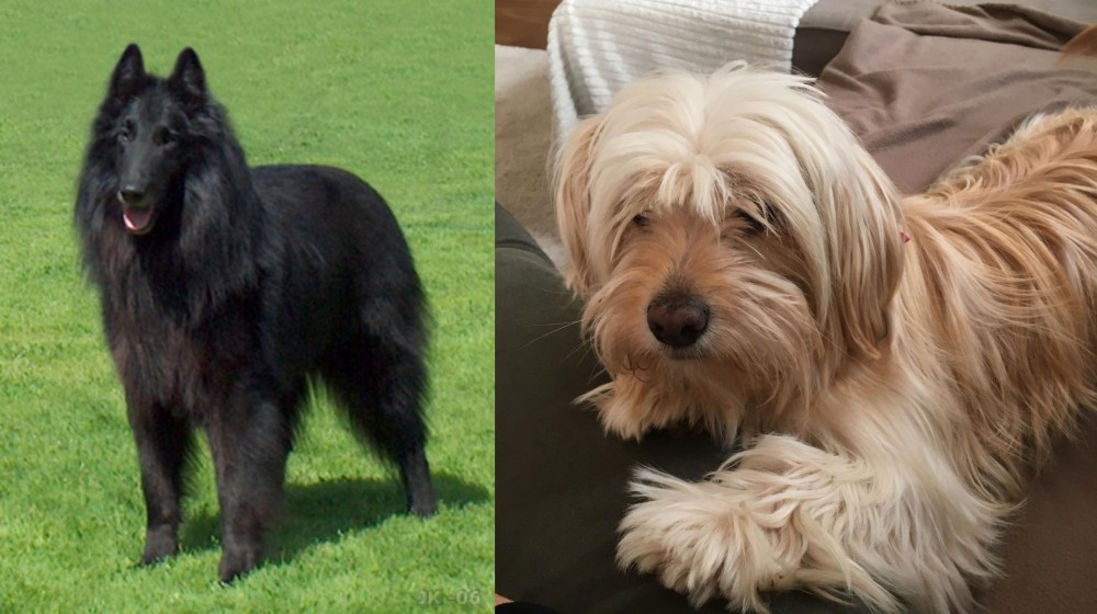 Cyprus Poodle vs Belgian Shepherd Dog (Groenendael) - Breed Comparison