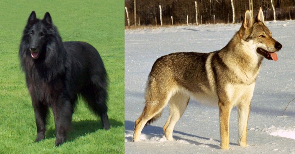 Czechoslovakian Wolfdog vs Belgian Shepherd Dog (Groenendael) - Breed Comparison