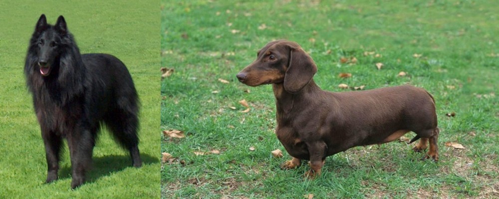 Dachshund vs Belgian Shepherd Dog (Groenendael) - Breed Comparison