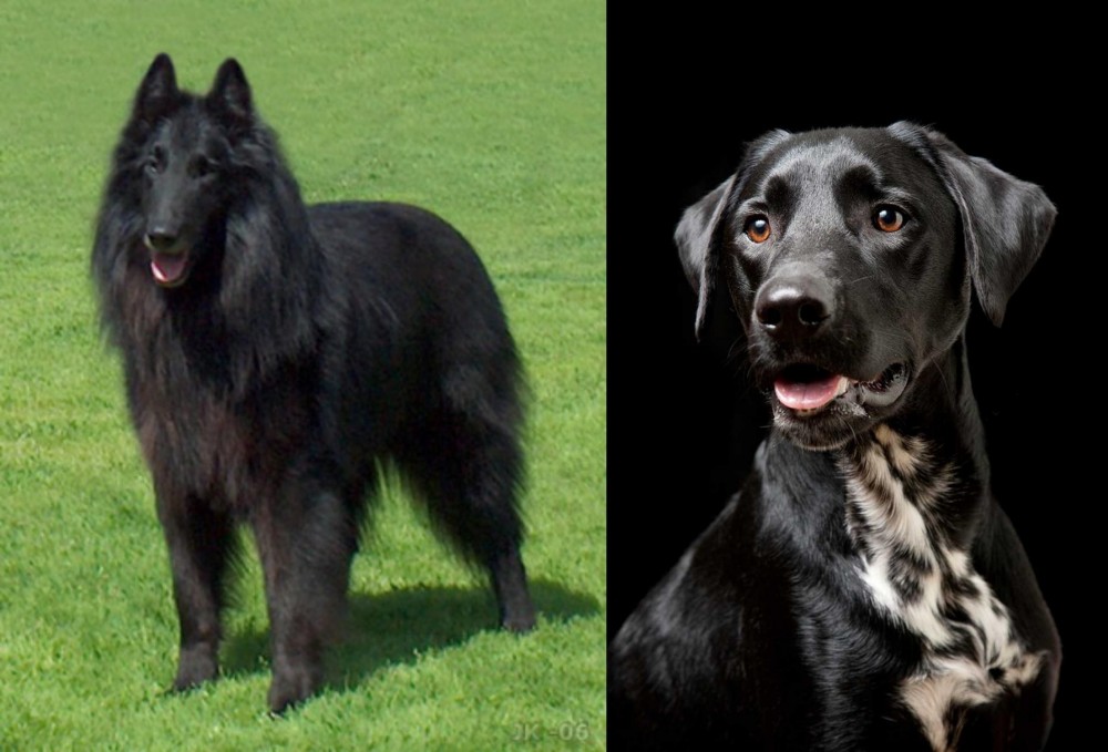 Dalmador vs Belgian Shepherd Dog (Groenendael) - Breed Comparison