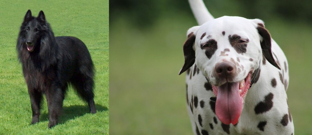 Dalmatian vs Belgian Shepherd Dog (Groenendael) - Breed Comparison