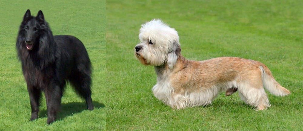 Dandie Dinmont Terrier vs Belgian Shepherd Dog (Groenendael) - Breed Comparison