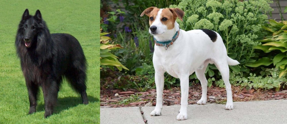 Danish Swedish Farmdog vs Belgian Shepherd Dog (Groenendael) - Breed Comparison