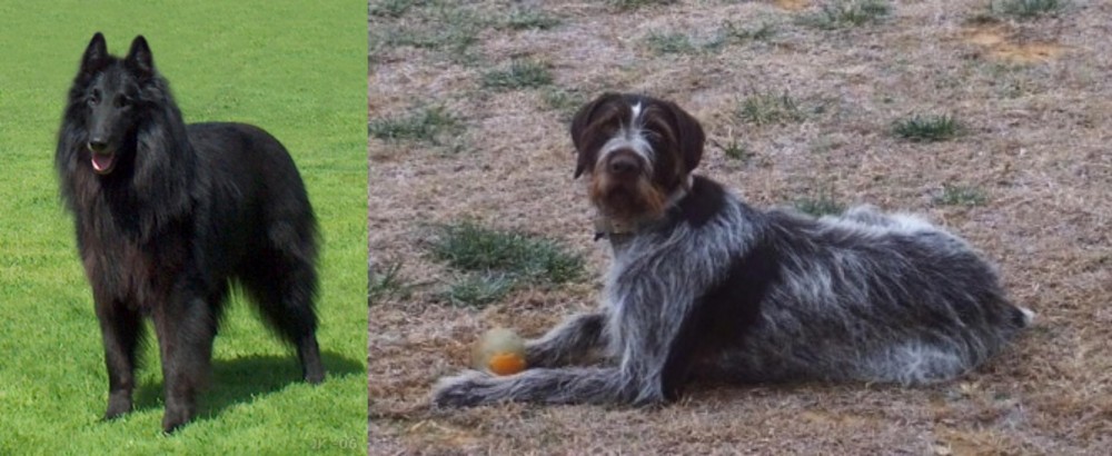 Deutsch Drahthaar vs Belgian Shepherd Dog (Groenendael) - Breed Comparison