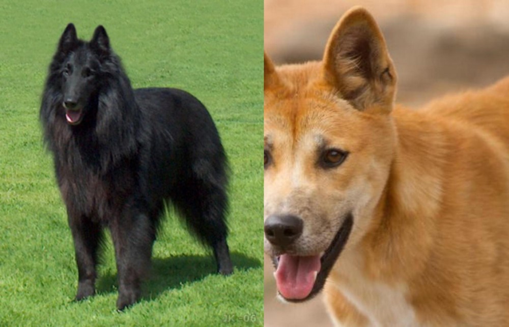 Dingo vs Belgian Shepherd Dog (Groenendael) - Breed Comparison