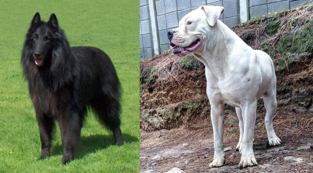 Dogo Guatemalteco vs Belgian Shepherd Dog (Groenendael) - Breed Comparison