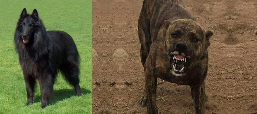 Dogo Sardesco vs Belgian Shepherd Dog (Groenendael) - Breed Comparison