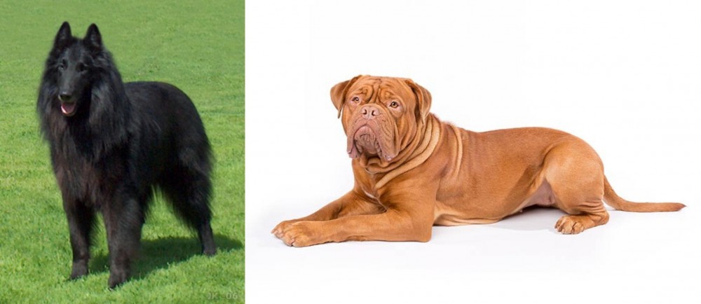 Dogue De Bordeaux vs Belgian Shepherd Dog (Groenendael) - Breed Comparison