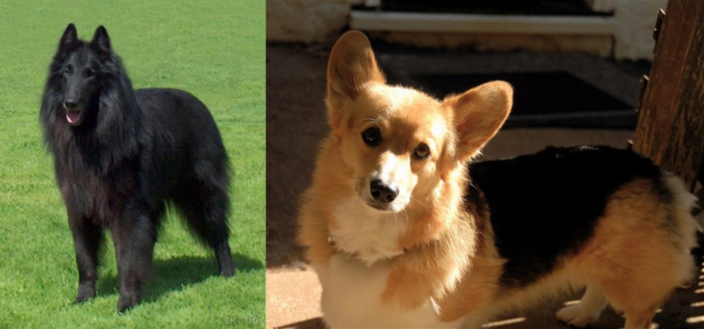 Dorgi vs Belgian Shepherd Dog (Groenendael) - Breed Comparison