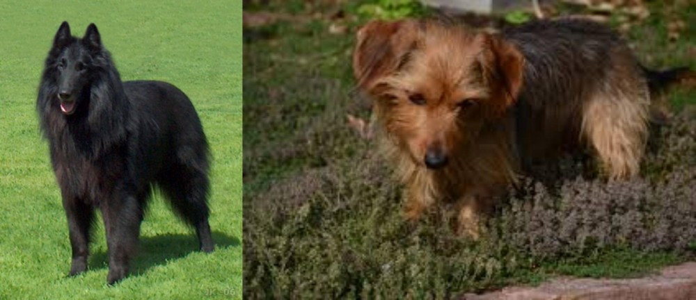 Dorkie vs Belgian Shepherd Dog (Groenendael) - Breed Comparison