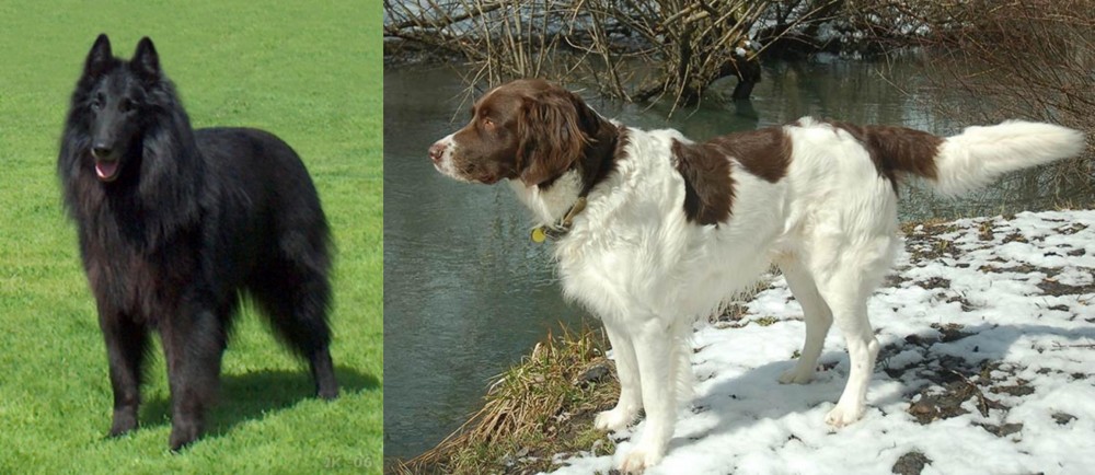 Drentse Patrijshond vs Belgian Shepherd Dog (Groenendael) - Breed Comparison