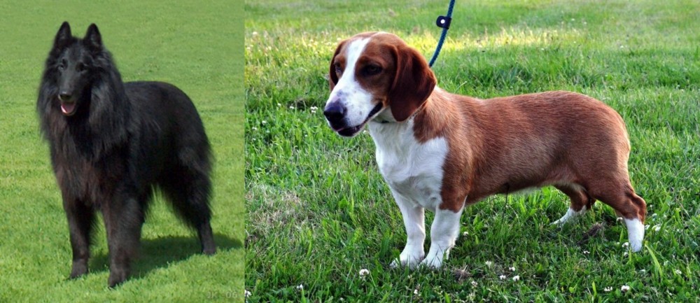 Drever vs Belgian Shepherd Dog (Groenendael) - Breed Comparison