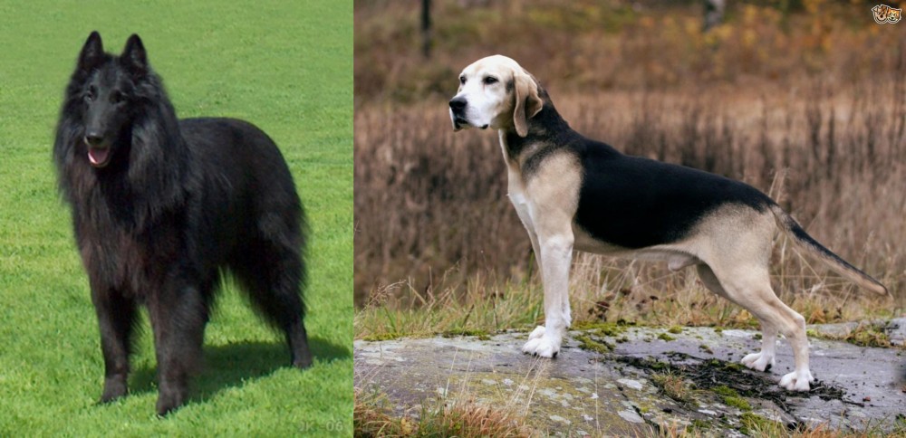 Dunker vs Belgian Shepherd Dog (Groenendael) - Breed Comparison