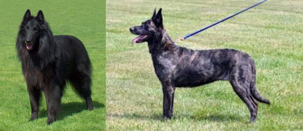 Dutch Shepherd vs Belgian Shepherd Dog (Groenendael) - Breed Comparison