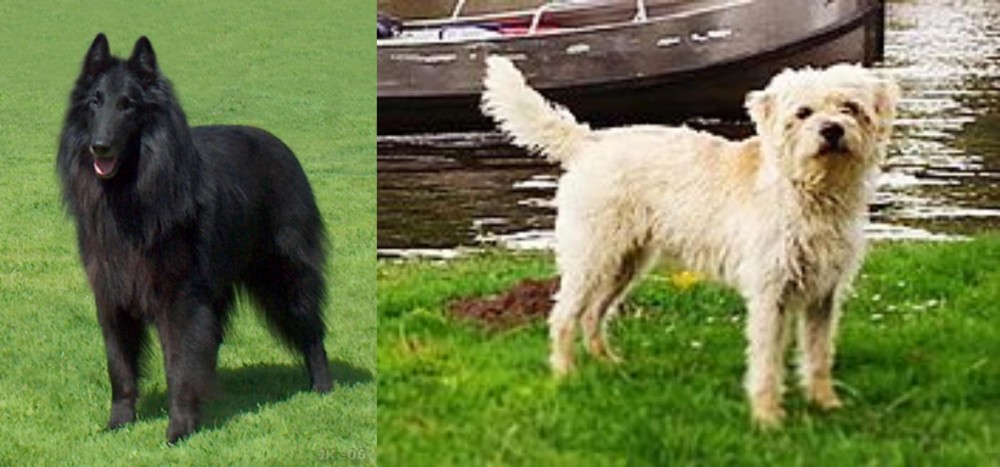 Dutch Smoushond vs Belgian Shepherd Dog (Groenendael) - Breed Comparison
