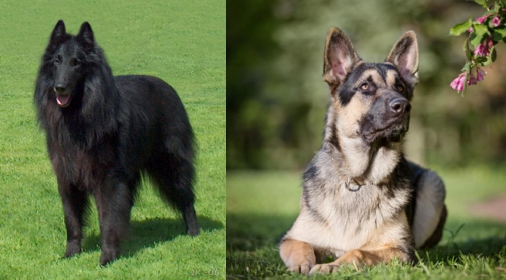 East European Shepherd vs Belgian Shepherd Dog (Groenendael) - Breed Comparison
