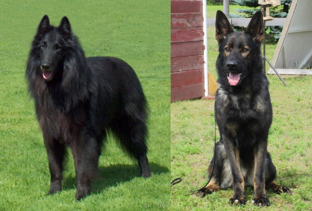 East German Shepherd vs Belgian Shepherd Dog (Groenendael) - Breed Comparison
