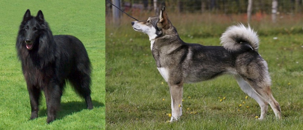 East Siberian Laika vs Belgian Shepherd Dog (Groenendael) - Breed Comparison