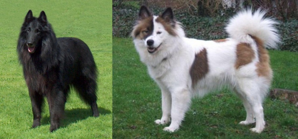 Elo vs Belgian Shepherd Dog (Groenendael) - Breed Comparison