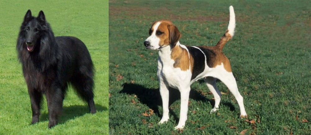 English Foxhound vs Belgian Shepherd Dog (Groenendael) - Breed Comparison