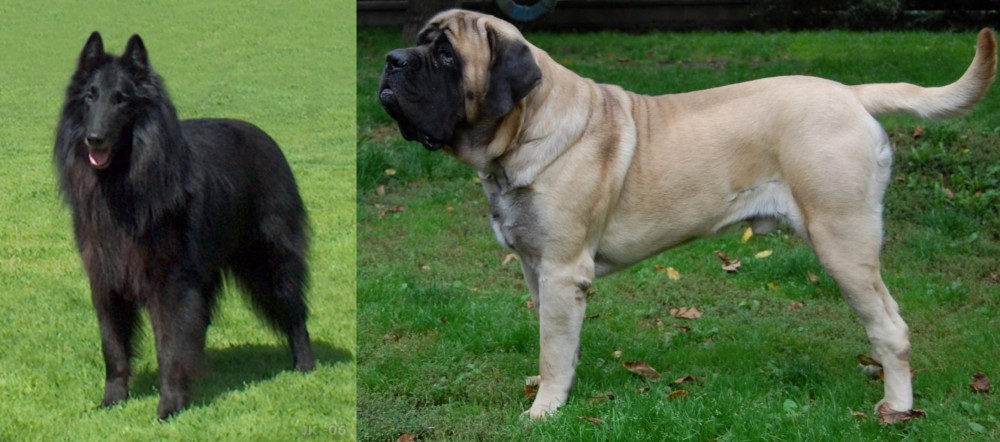 English Mastiff vs Belgian Shepherd Dog (Groenendael) - Breed Comparison