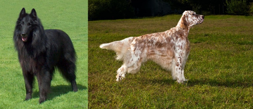 English Setter vs Belgian Shepherd Dog (Groenendael) - Breed Comparison