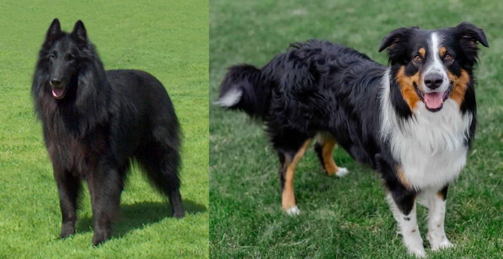 English Shepherd vs Belgian Shepherd Dog (Groenendael) - Breed Comparison