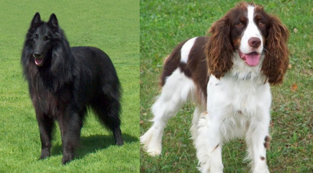 English Springer Spaniel vs Belgian Shepherd Dog (Groenendael) - Breed Comparison