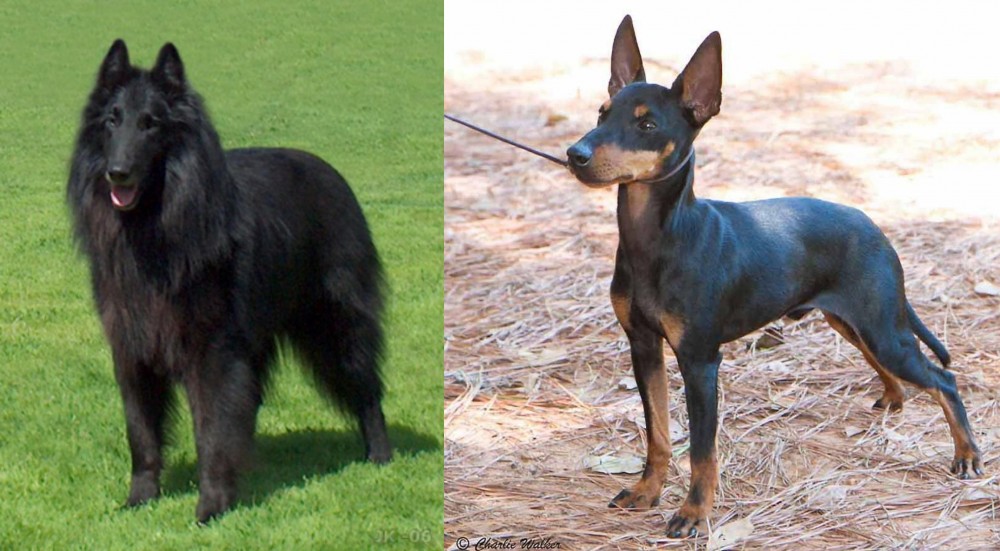 English Toy Terrier (Black & Tan) vs Belgian Shepherd Dog (Groenendael) - Breed Comparison