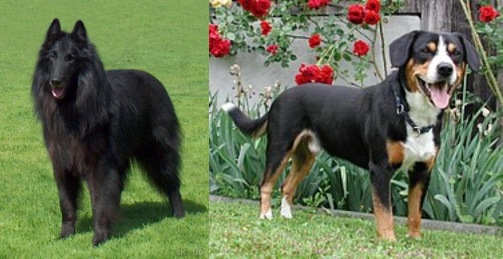 Entlebucher Mountain Dog vs Belgian Shepherd Dog (Groenendael) - Breed Comparison