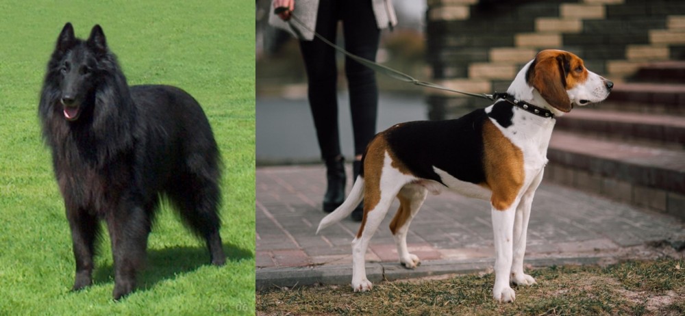 Estonian Hound vs Belgian Shepherd Dog (Groenendael) - Breed Comparison