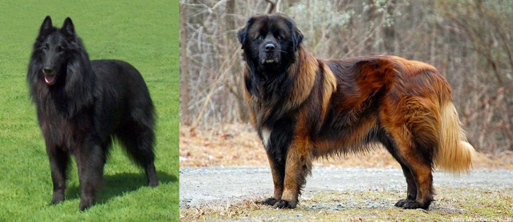 Estrela Mountain Dog vs Belgian Shepherd Dog (Groenendael) - Breed Comparison