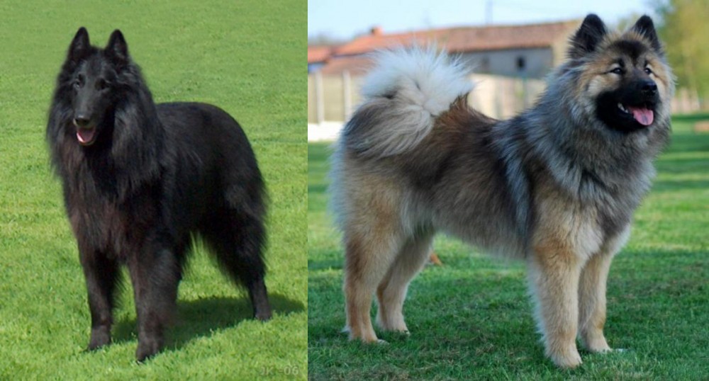 Eurasier vs Belgian Shepherd Dog (Groenendael) - Breed Comparison