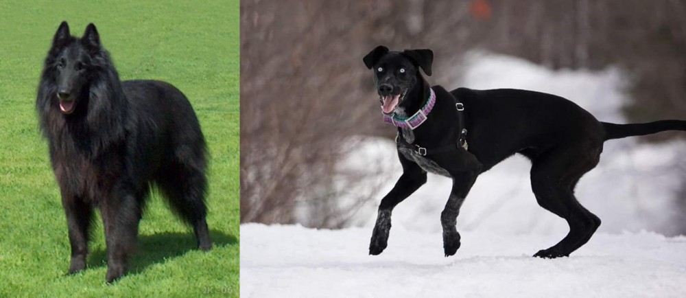 Eurohound vs Belgian Shepherd Dog (Groenendael) - Breed Comparison