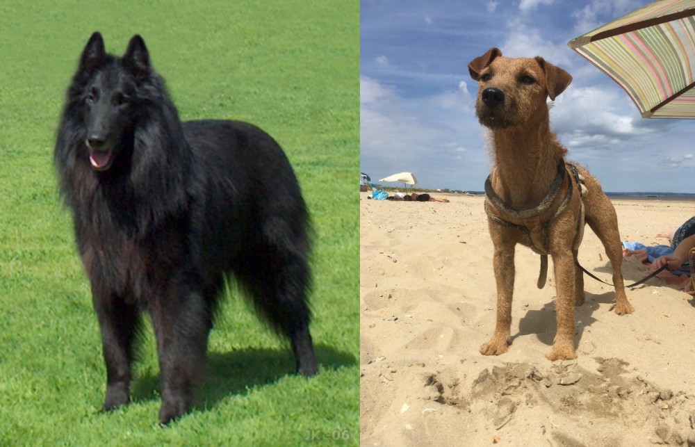 Fell Terrier vs Belgian Shepherd Dog (Groenendael) - Breed Comparison