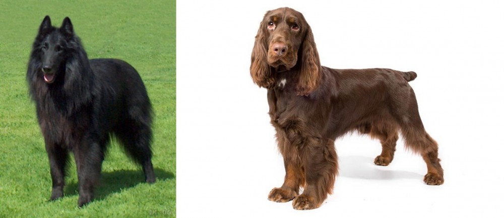 Field Spaniel vs Belgian Shepherd Dog (Groenendael) - Breed Comparison