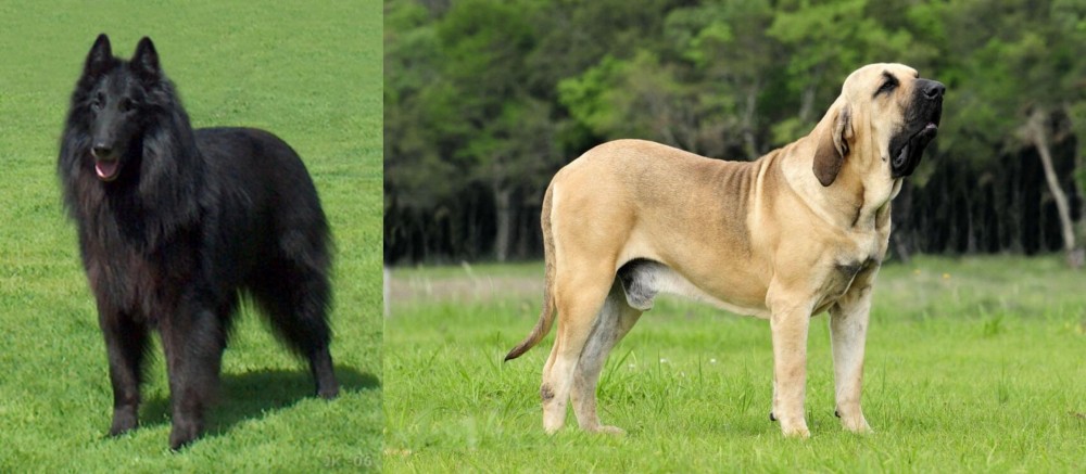 Fila Brasileiro vs Belgian Shepherd Dog (Groenendael) - Breed Comparison