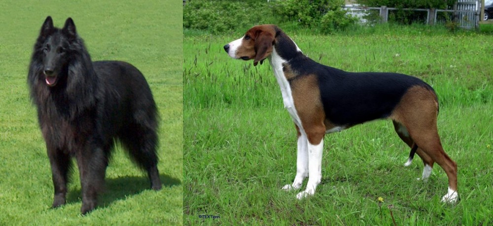 Finnish Hound vs Belgian Shepherd Dog (Groenendael) - Breed Comparison