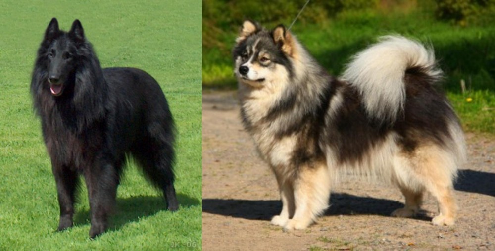 Finnish Lapphund vs Belgian Shepherd Dog (Groenendael) - Breed Comparison