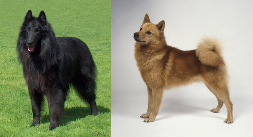 Finnish Spitz vs Belgian Shepherd Dog (Groenendael) - Breed Comparison