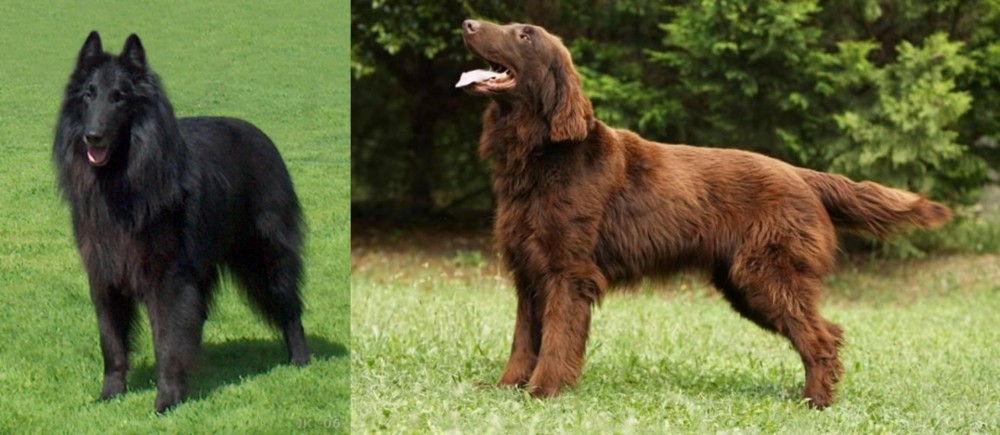 Flat-Coated Retriever vs Belgian Shepherd Dog (Groenendael) - Breed Comparison