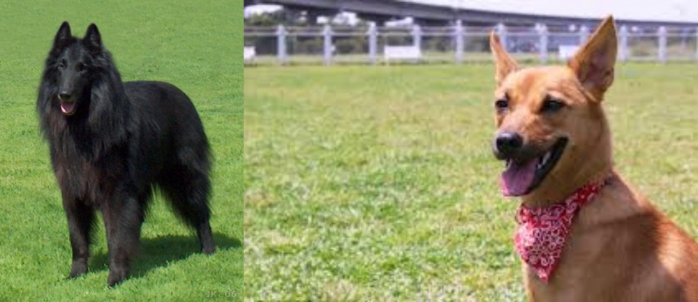 Formosan Mountain Dog vs Belgian Shepherd Dog (Groenendael) - Breed Comparison