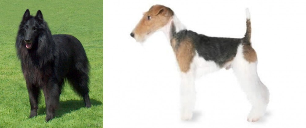 Fox Terrier vs Belgian Shepherd Dog (Groenendael) - Breed Comparison
