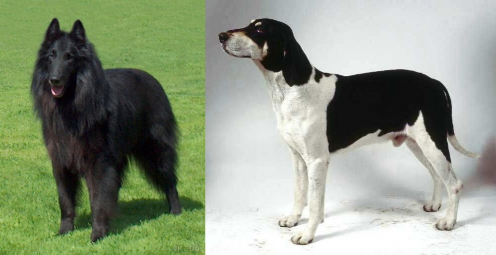 Francais Blanc et Noir vs Belgian Shepherd Dog (Groenendael) - Breed Comparison