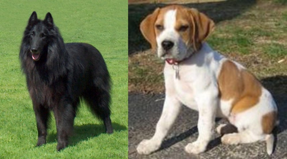 Francais Blanc et Orange vs Belgian Shepherd Dog (Groenendael) - Breed Comparison