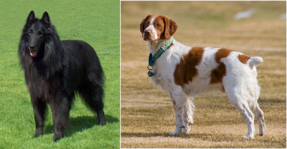 French Brittany vs Belgian Shepherd Dog (Groenendael) - Breed Comparison